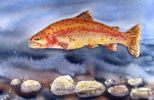 Brown Trout by Sue Graham